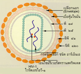 HIV-1 ไวรัสเอชไอวี-๑